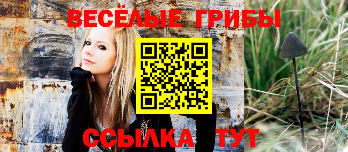 Псилоцибиновые грибы Cubensis Курчатов